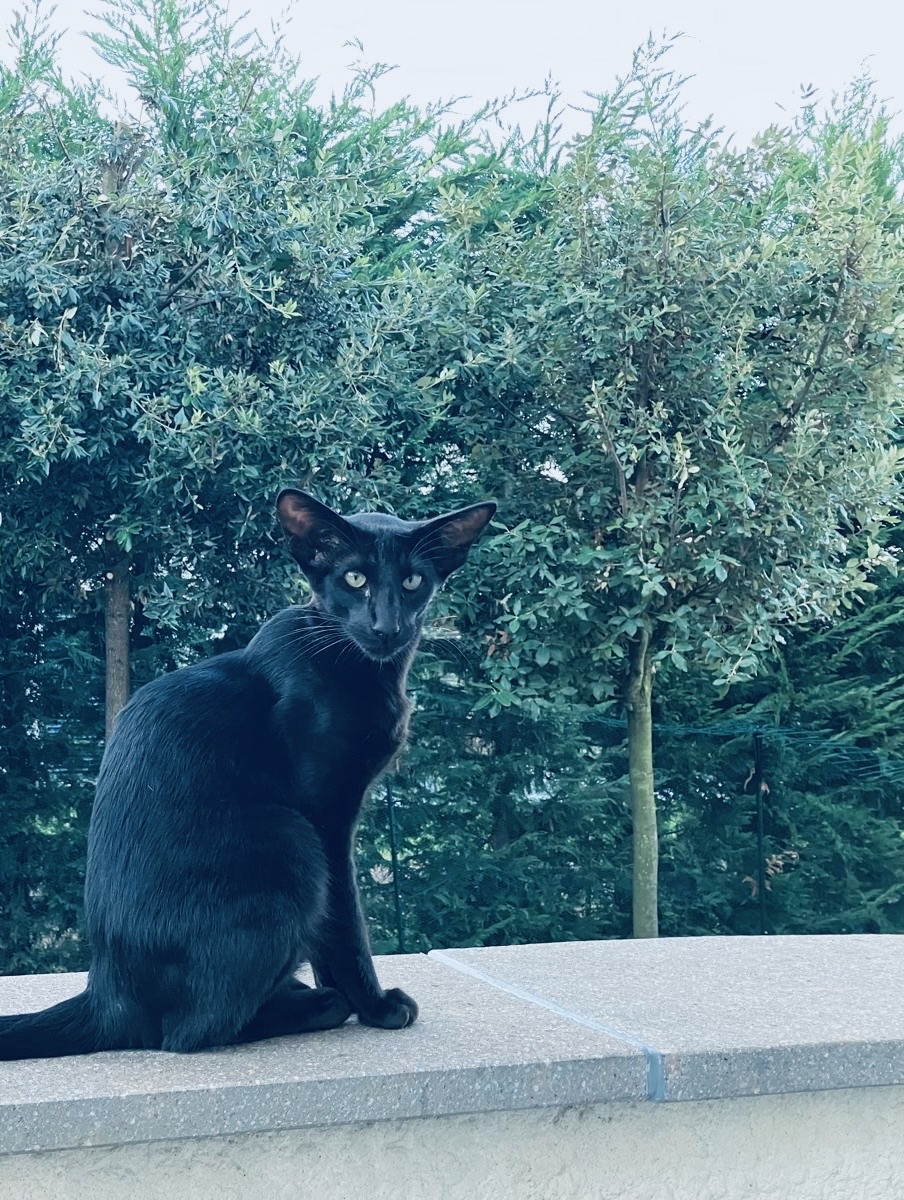 Chat Oriental Shorthair noir aux yeux verts dans un jardin en Suisse