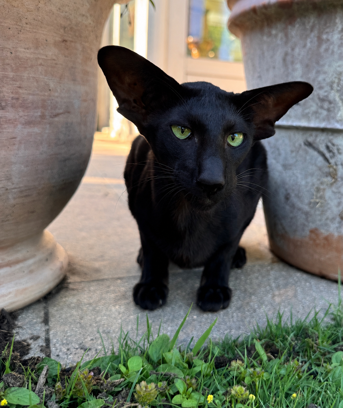 Oriental Shorthair — L'aventurier aux grandes oreilles