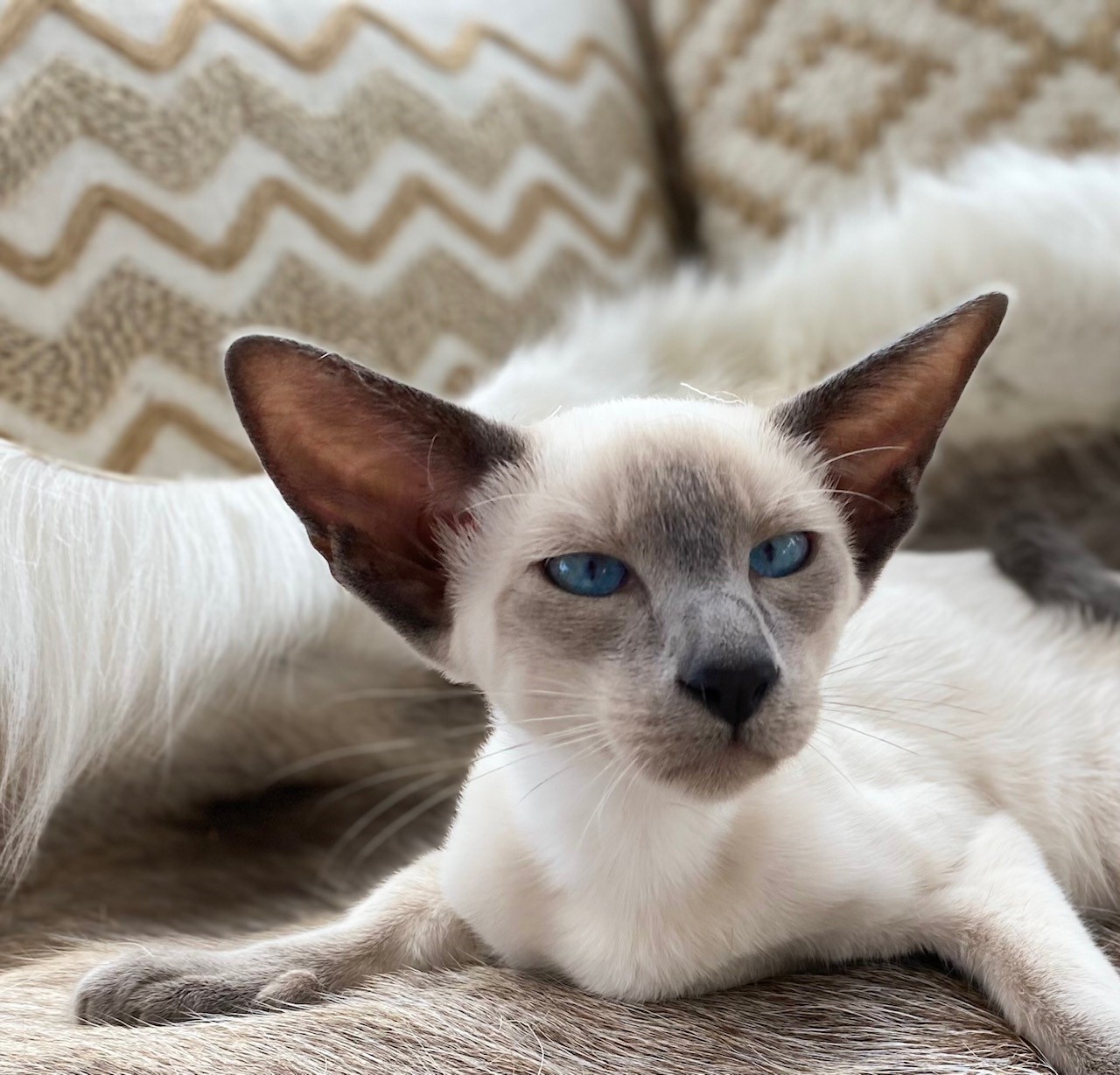 Chat Siamois — Le classique aux yeux de saphir